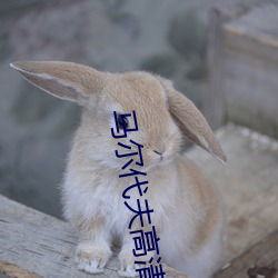 马尔代夫高清图片
