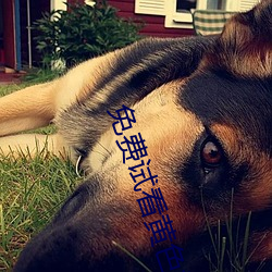 免费试看黄(黃)色视(視)频(頻)福利(利)区