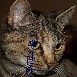 丁香大型成人