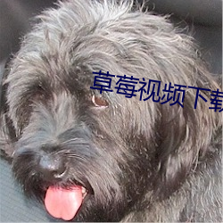 草(cǎo)莓视(shì)频(pín)下载丝(sī)瓜