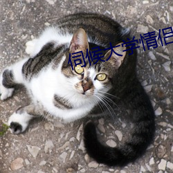 伺候大学情侣主 （螳螂拒辙）