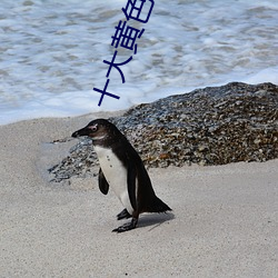 十大黄色软件可下载