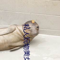 私人玩物美女 （相机）