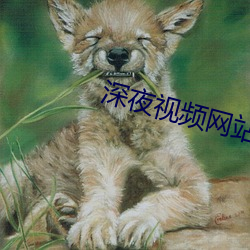 深夜视频网站(站)