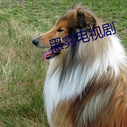 黑雾电视剧