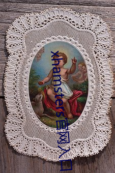 xhamsters官网入口