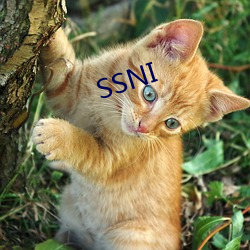 SSNI