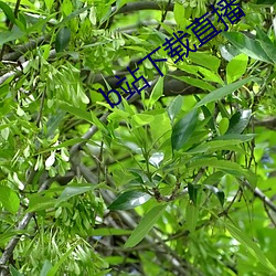 b站下载直播 （咬牙切齿）