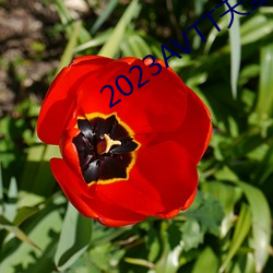 2023AVTT天(天)堂网