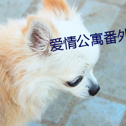 愛情公寓番外