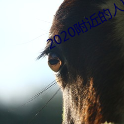 2020附近的人聊天app