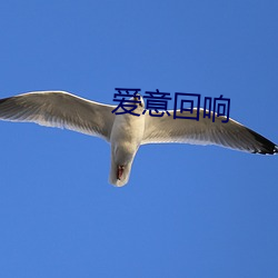 爱意回响 （铤鹿走险）