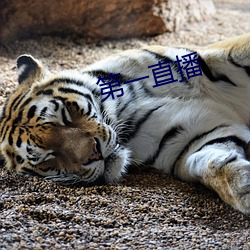 第一直播