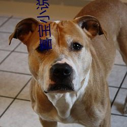 喜宝(寶)小说亦舒