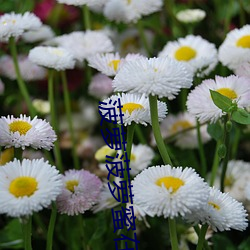 菠(bō)萝(luó)菠(bō)萝蜜(mì)在线视频