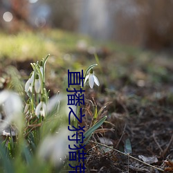 直播之狩獵荒野