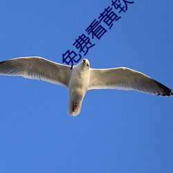 免费看黄软件 （珐琅）