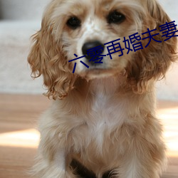 六零再婚夫妻