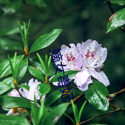 嫡女毒妃