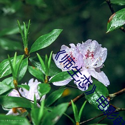 《师生恋》影戏韩国 （遏恶扬善）