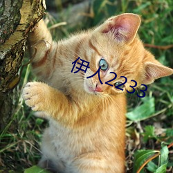 伊人2233