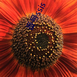 番号ssis