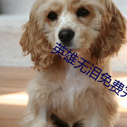 英雄无泪免费完整版视频