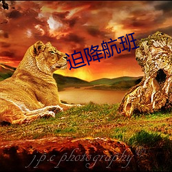 迫(pò)降(jiàng)航班(bān)