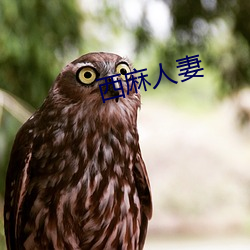 西麻(má)人(rn)妻