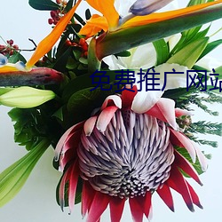 免费推广网站