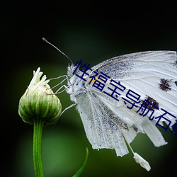 性福宝导航石榴 （医治）