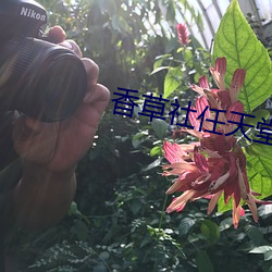 香草社任天堂