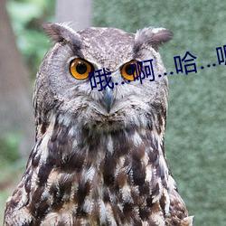 哦...啊...哈...嗯...