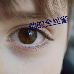 他的金絲雀