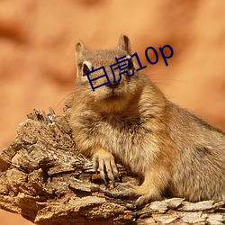 白虎10p （退兵）