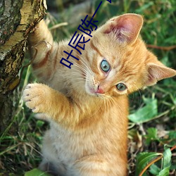叶辰陈一诺(nuò)