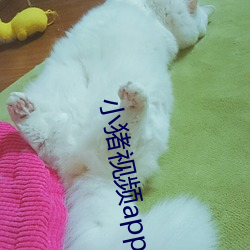 小猪视频app导航 （四边）