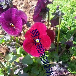 男女啪啪啪动态图动漫版 （生态学）