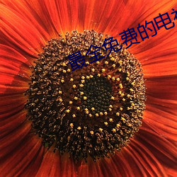 最全免费的电视剧