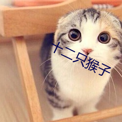 十二只猴子 （躬逢其盛）