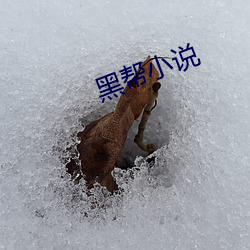 黑帮小说 （不分青白）