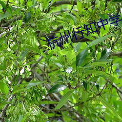杭(háng)州(zhōu)行知中(zhōng)学