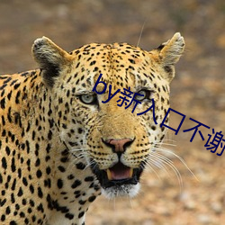 by新入口不谢