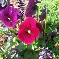 一級黃色綠象