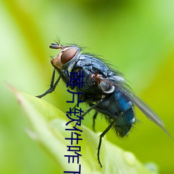 黄片软件(jiàn)咋(zǎ)下载(zài)