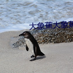 大象蕉大象蕉在線視頻網站