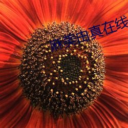 麻美由真在线