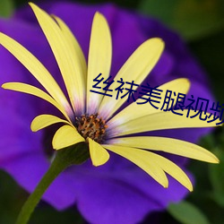 丝袜(襪)美(美)腿视频