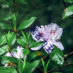医者(者)为(爲)王