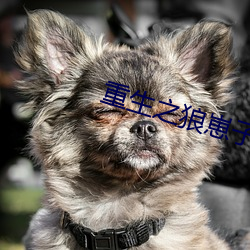 重生之狼崽子